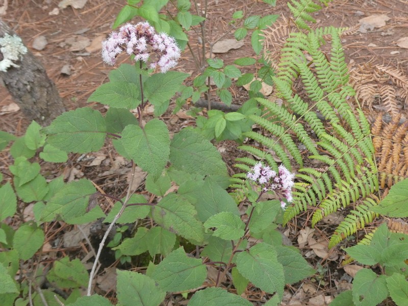 Ageratina vernalis