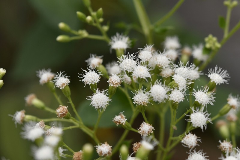 Ageratina vernalis photo 3