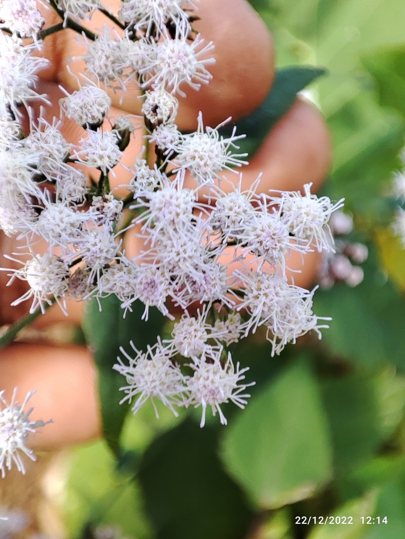 Ageratina vernalis photo 4