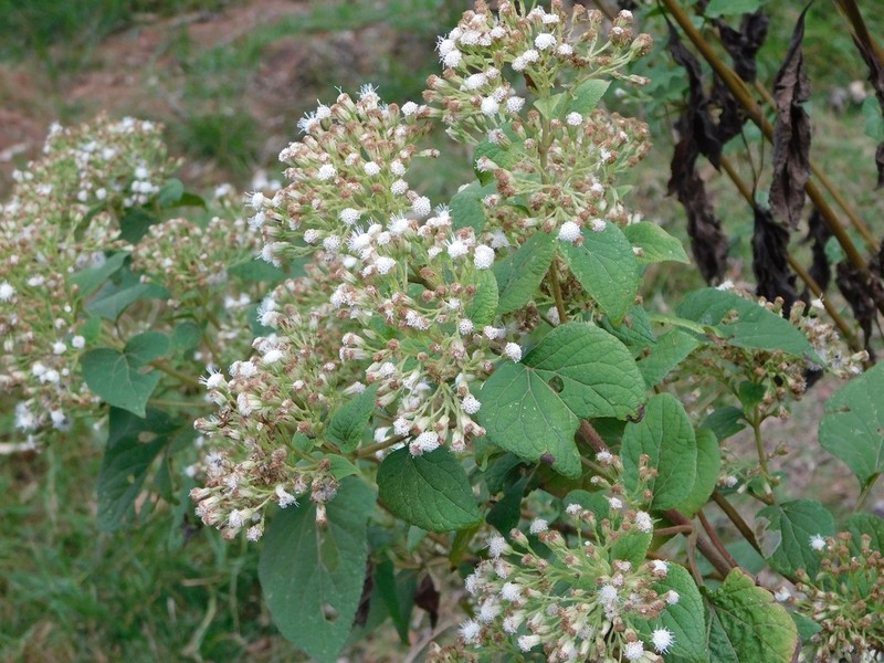 Ageratina vernalis photo 5