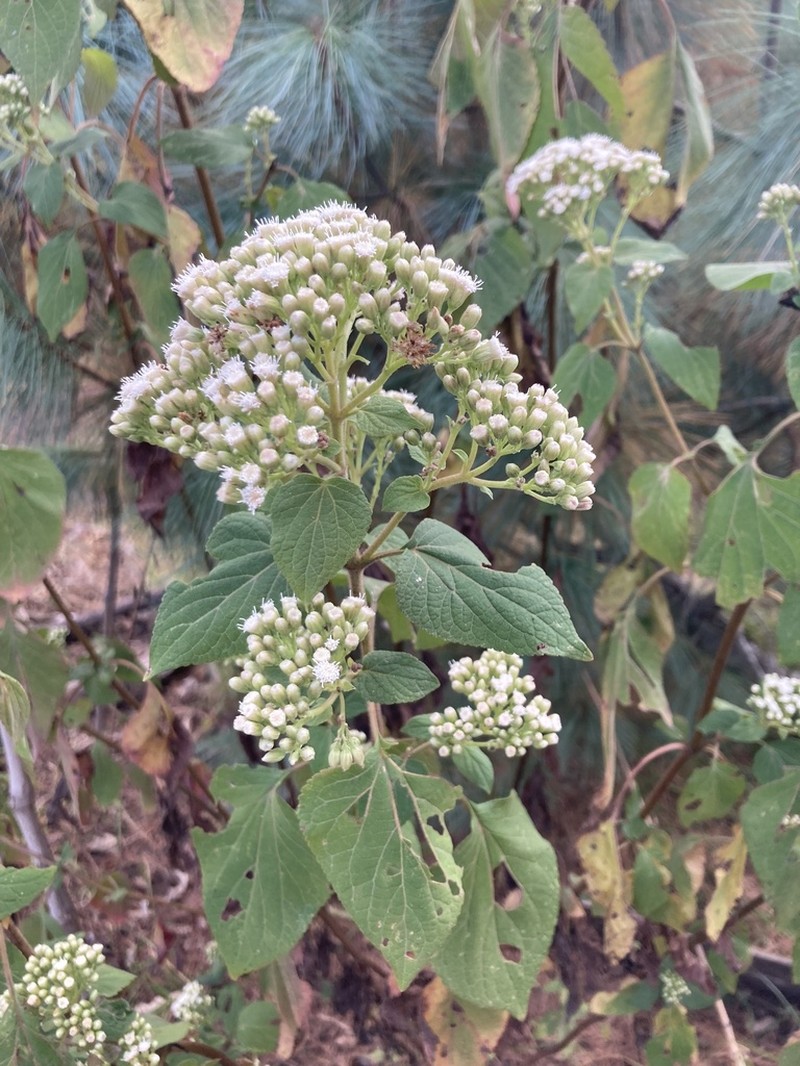 Ageratina vernalis photo 6