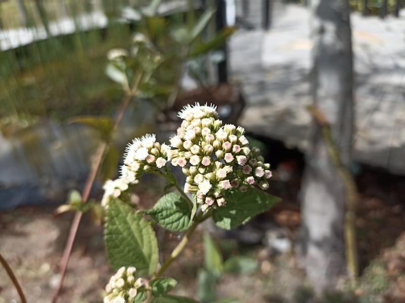 Ageratina vernalis photo 7