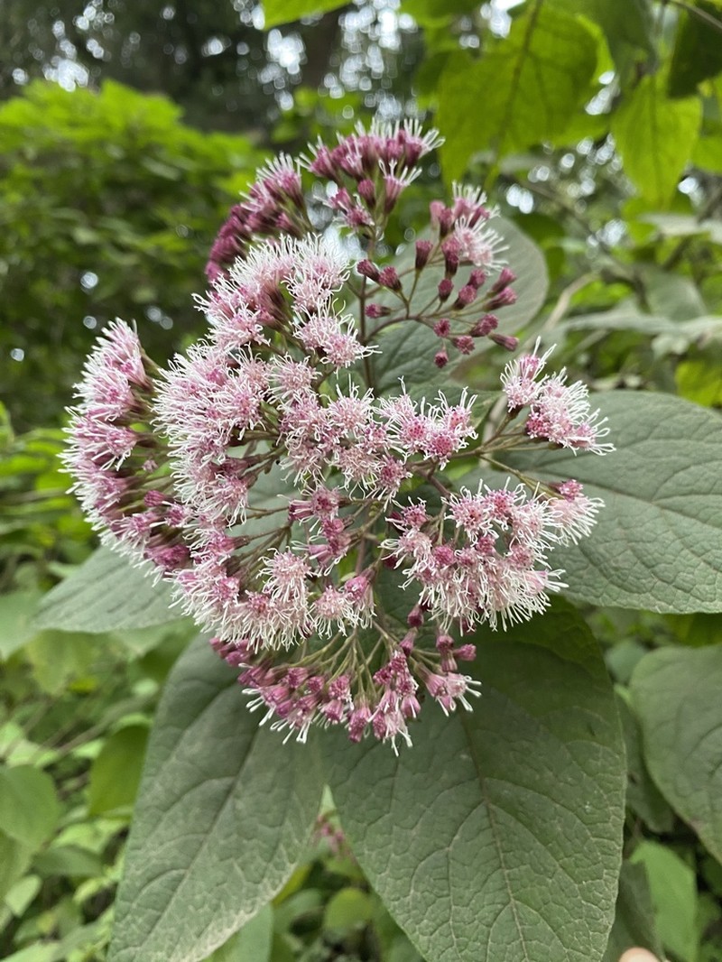 Ageratina vernalis photo 8