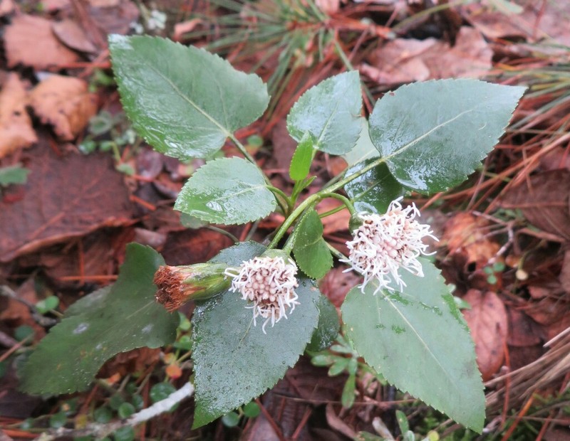 Ageratina vernicosa photo 3