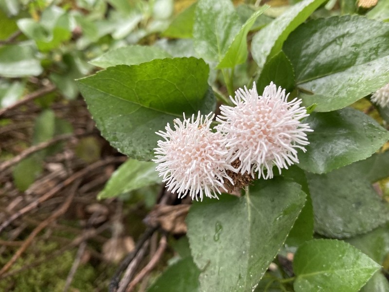 Ageratina vernicosa photo 4