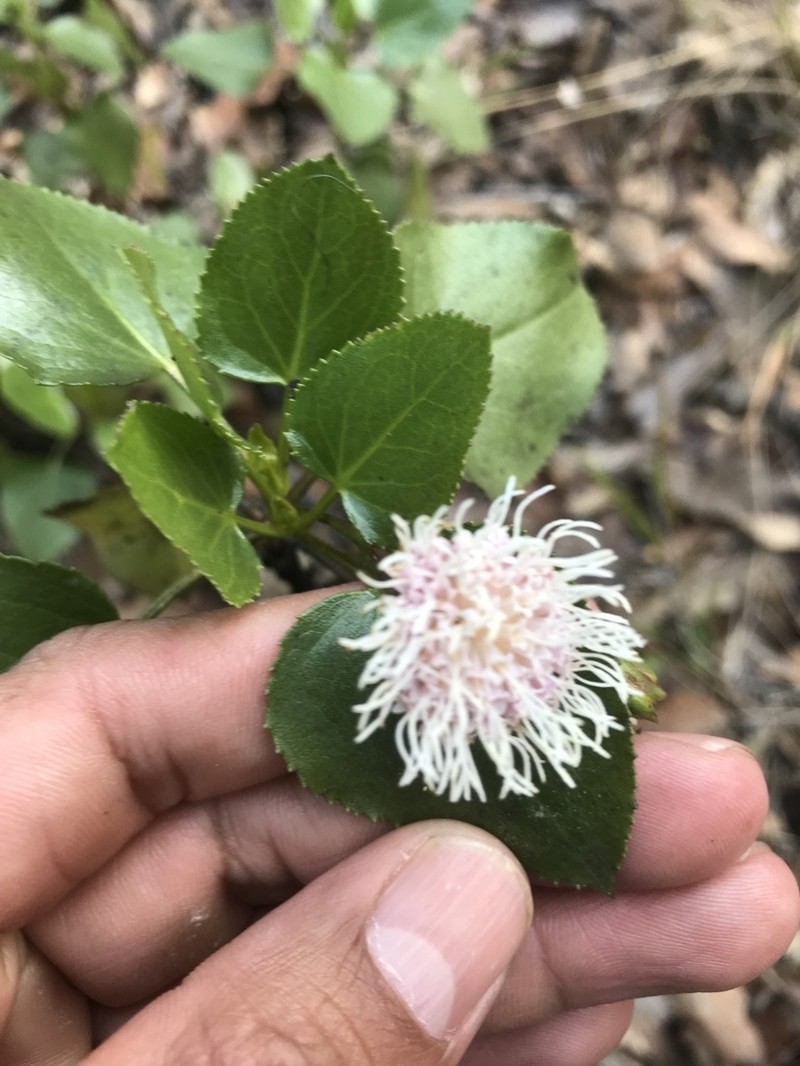 Ageratina vernicosa photo 5