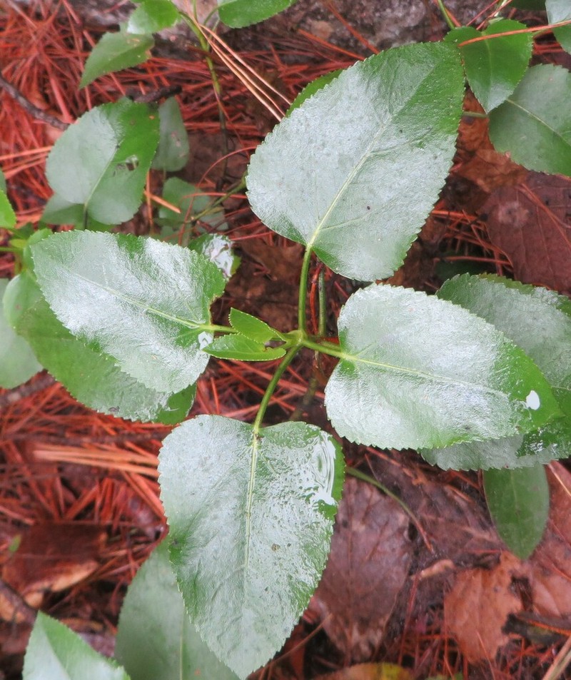 Ageratina vernicosa photo 6