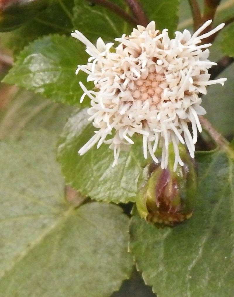 Ageratina vernicosa photo 7