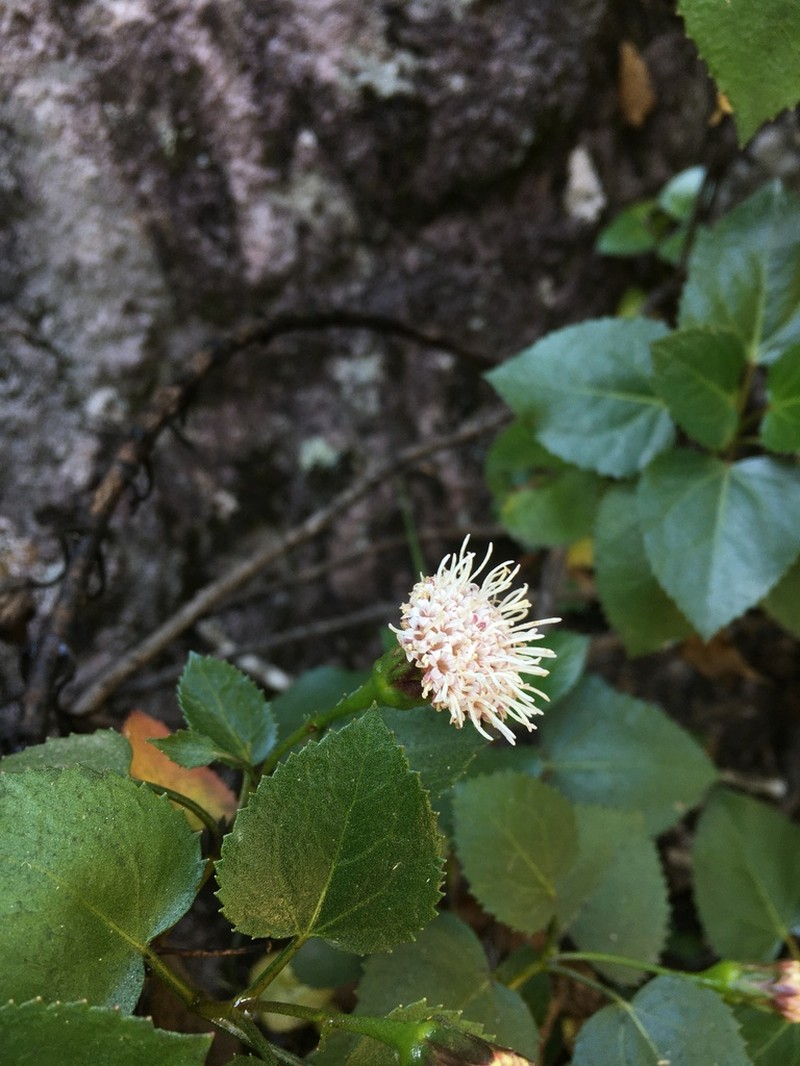 Ageratina vernicosa photo 8