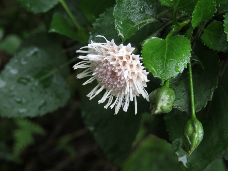Ageratina vernicosa