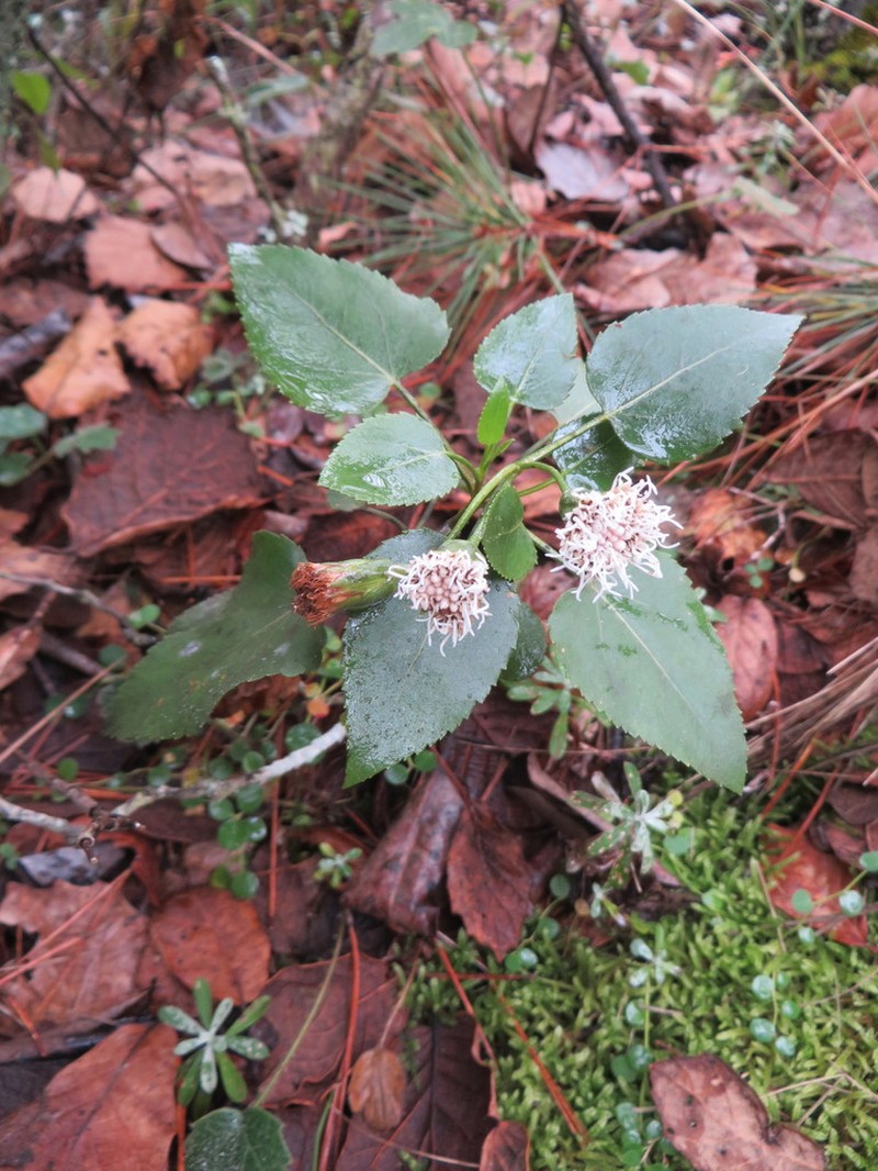 Ageratina vernicosa photo 2