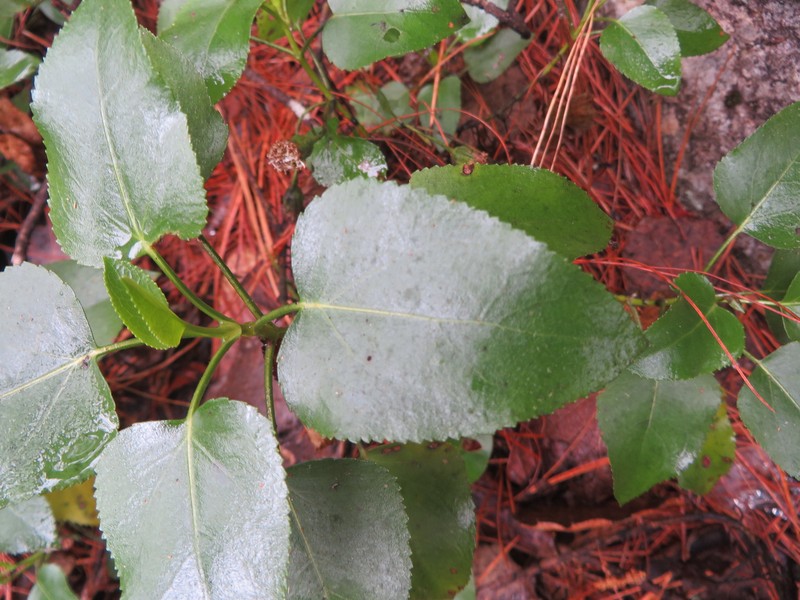 Ageratina vernicosa photo 3