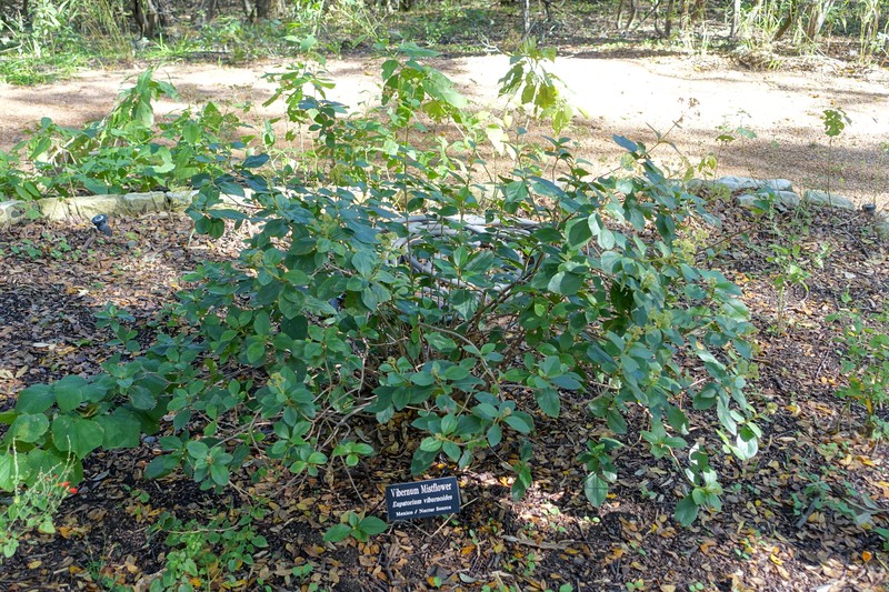 Ageratina viburnoides