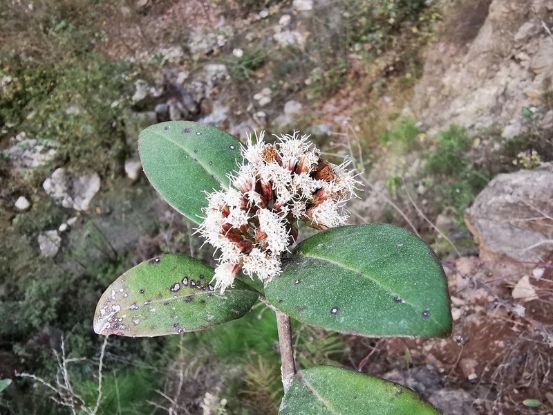 Ageratina viburnoides photo 2