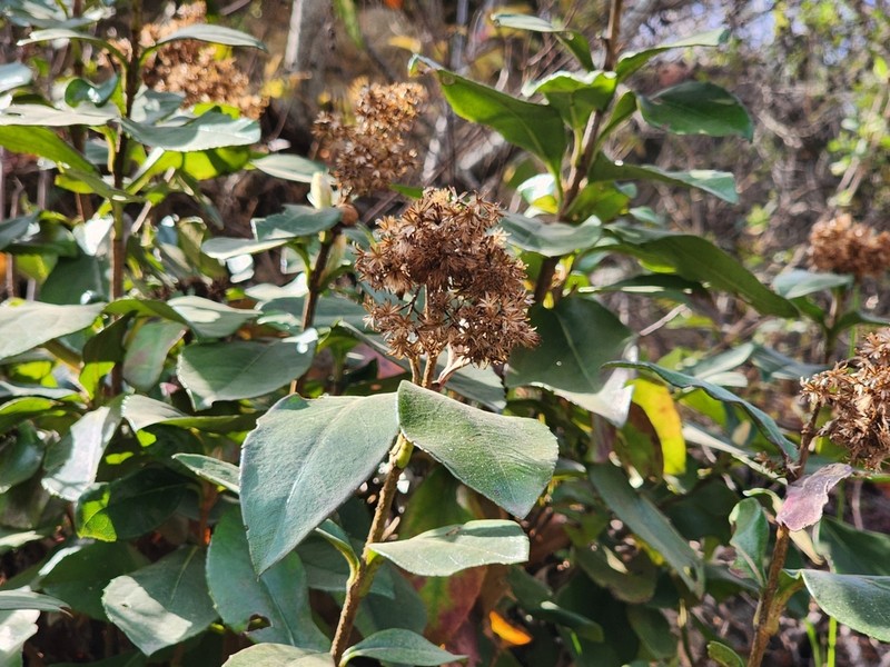 Ageratina viburnoides photo 3