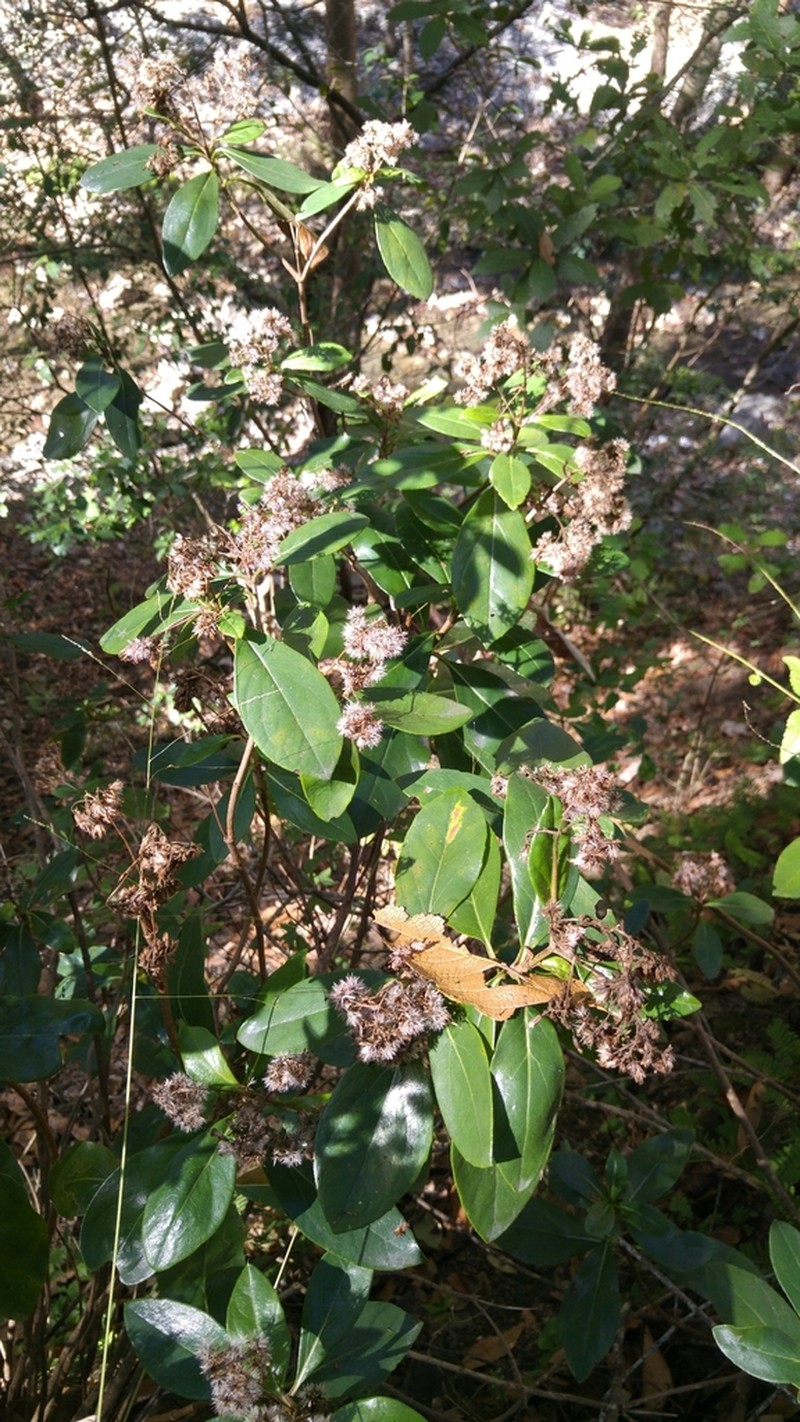 Ageratina viburnoides photo 4