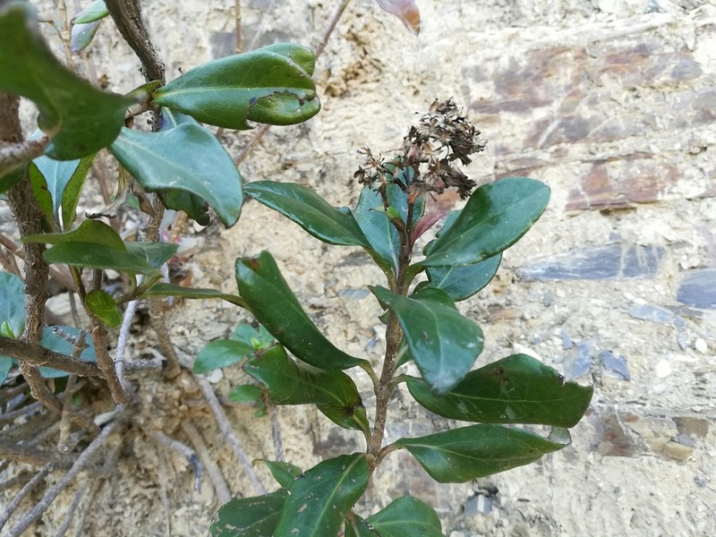 Ageratina viburnoides photo 5