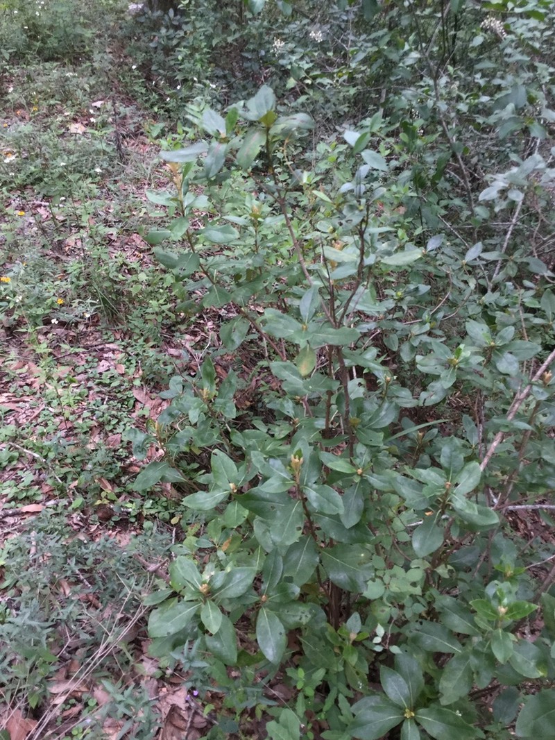 Ageratina viburnoides photo 6