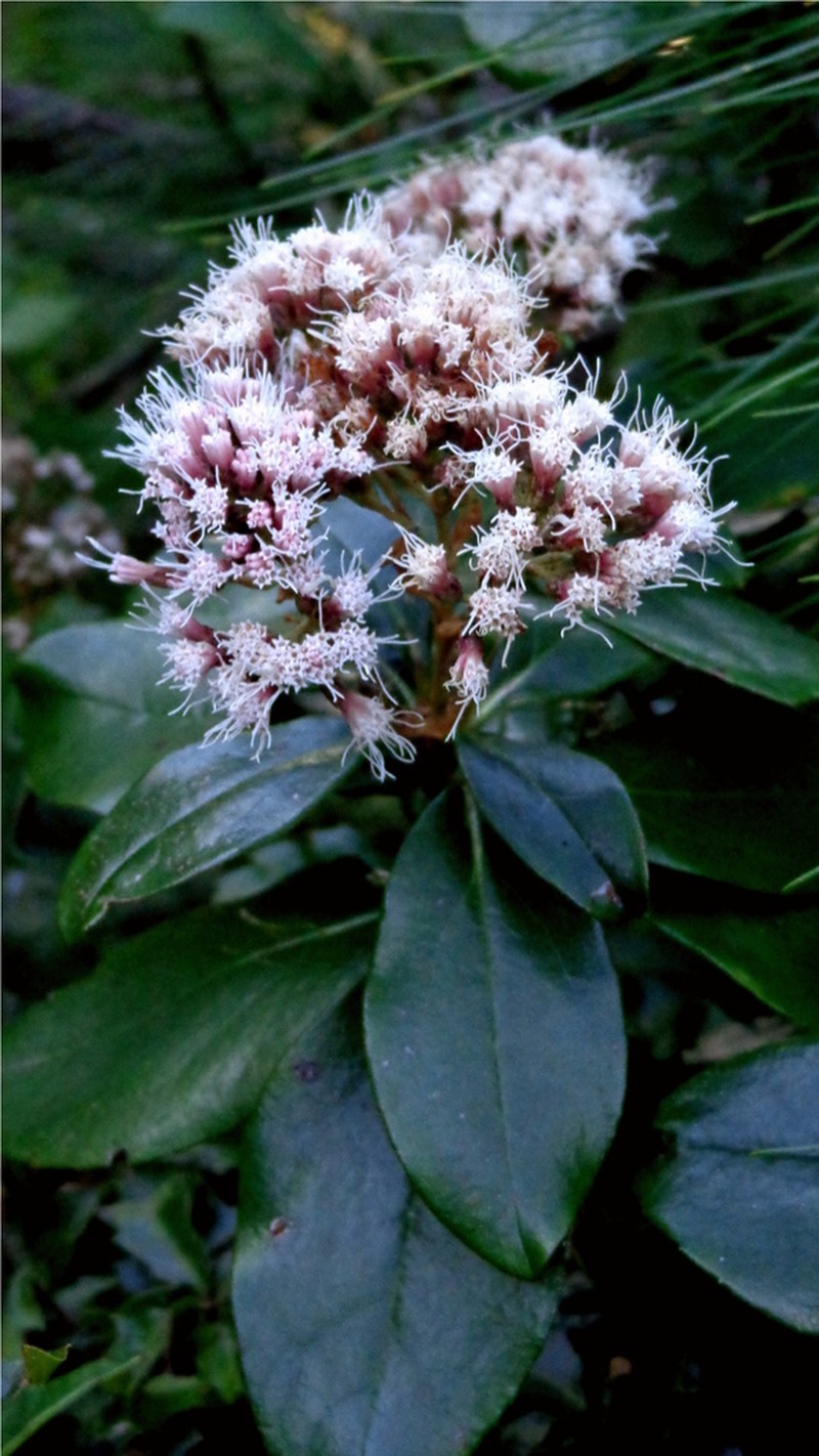 Ageratina viburnoides photo 7