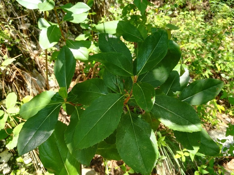 Ageratina viburnoides photo 8