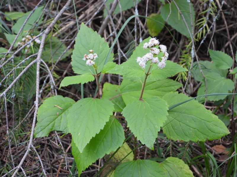 Ageratina villarrealii