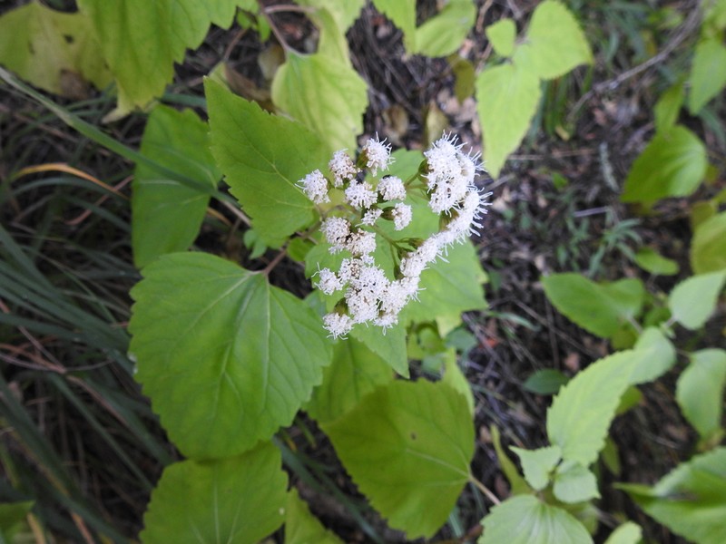 Ageratina villarrealii photo 2