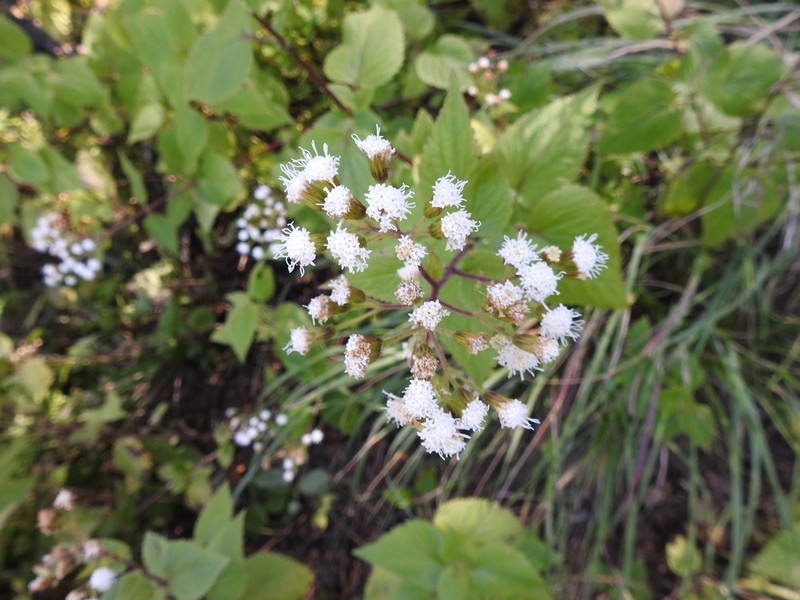 Ageratina villarrealii photo 3