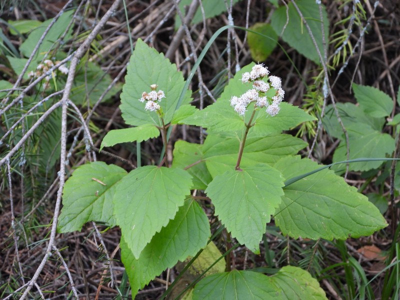 Ageratina villarrealii photo 4