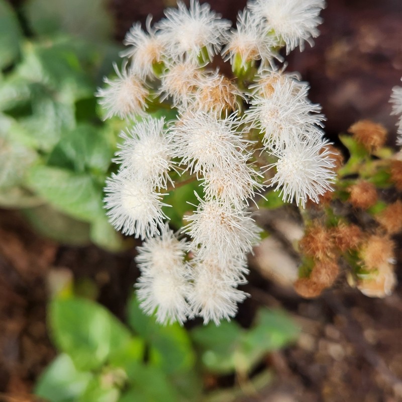 Ageratina viscosissima photo 2