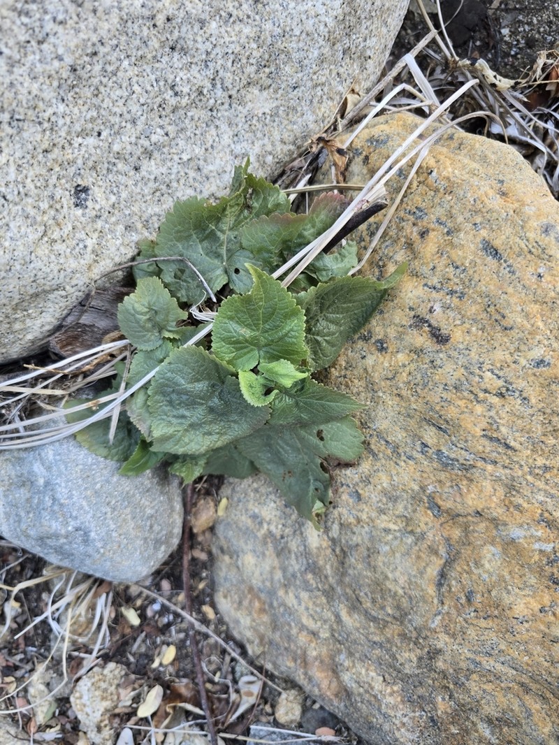 Ageratina viscosissima photo 3