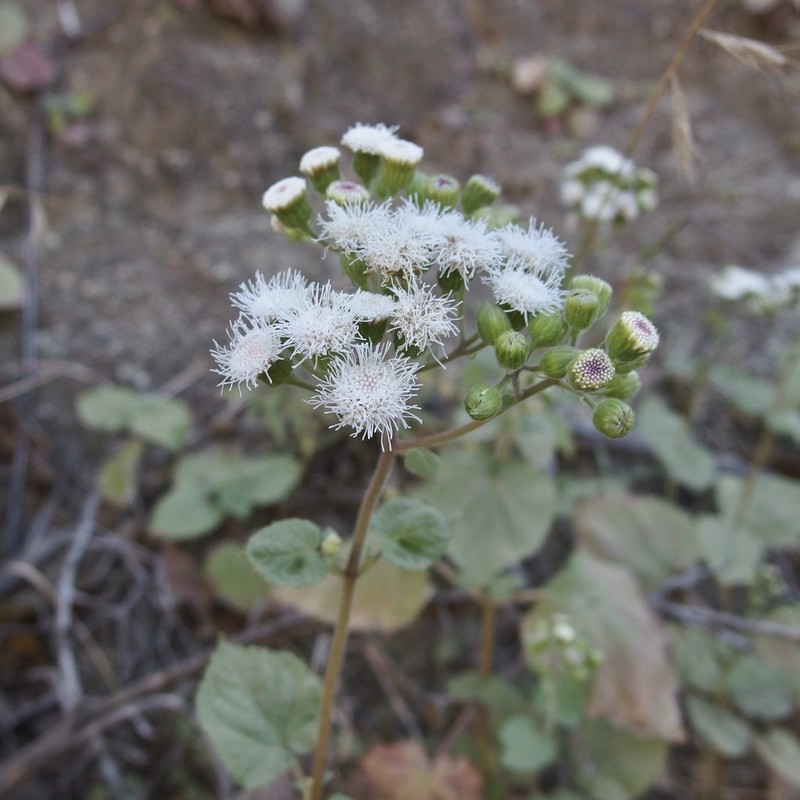 Ageratina viscosissima photo 4