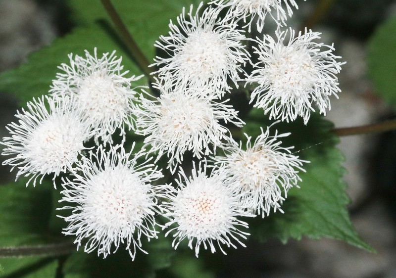 Ageratina viscosissima photo 5