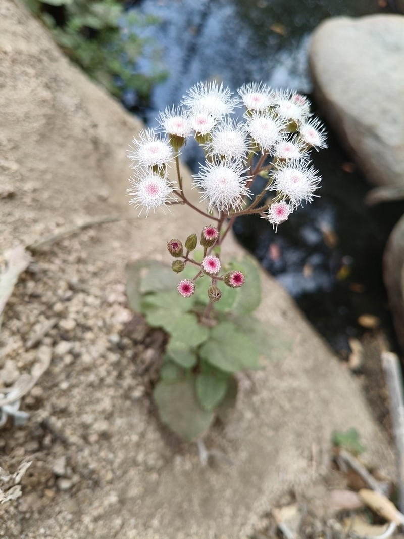 Ageratina viscosissima photo 6