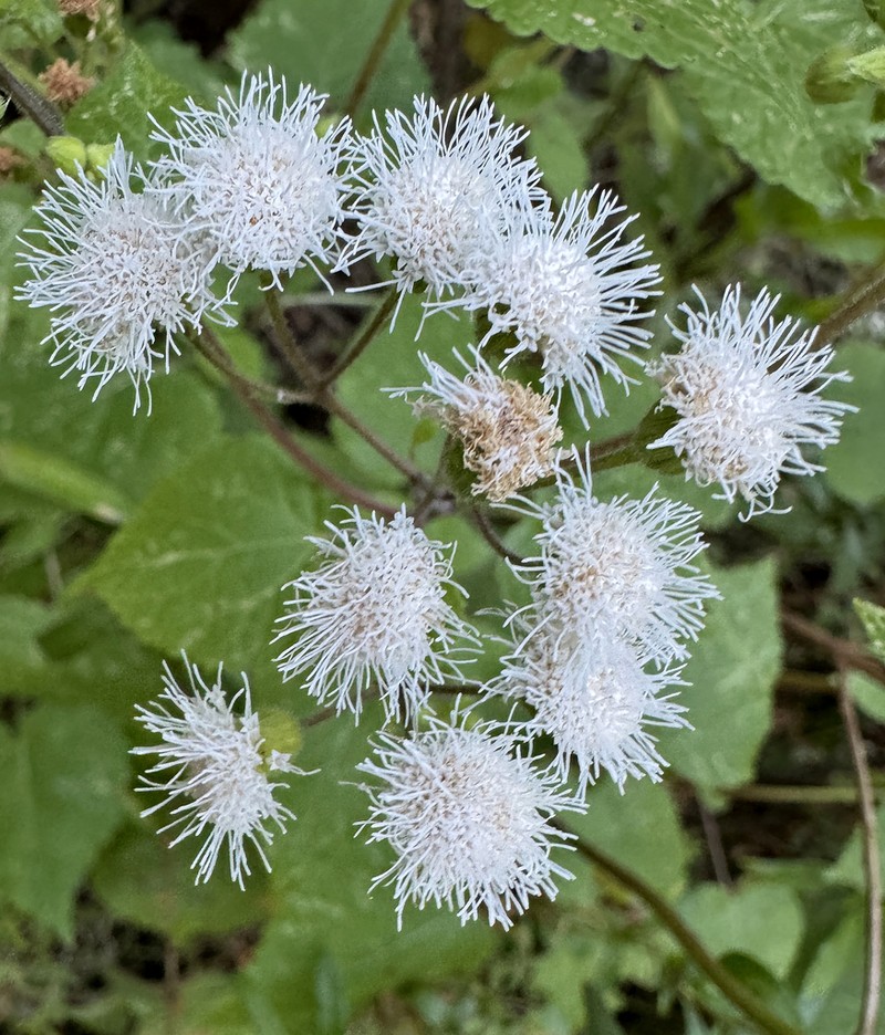 Ageratina viscosissima photo 7