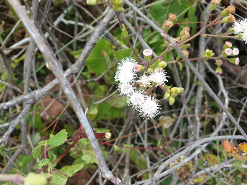 Ageratina viscosissima photo 8