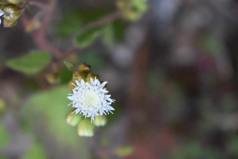 Ageratina warnockii photo 2