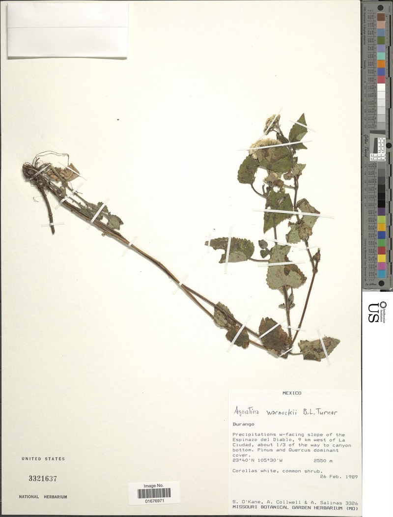 Ageratina warnockii photo 3