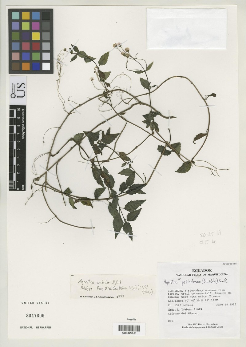 Ageratina websteri