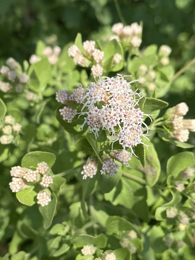 Wright's Snakeroot