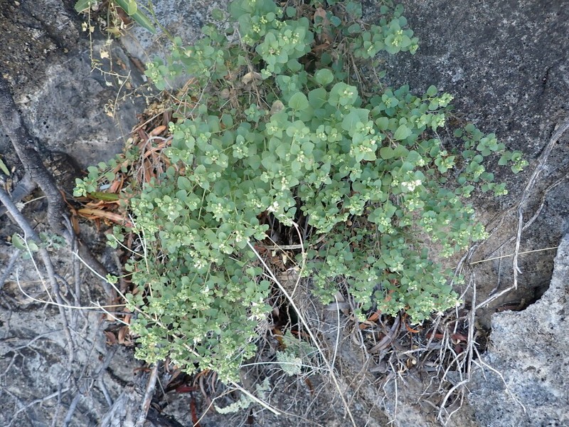 Wright's Snakeroot photo 3
