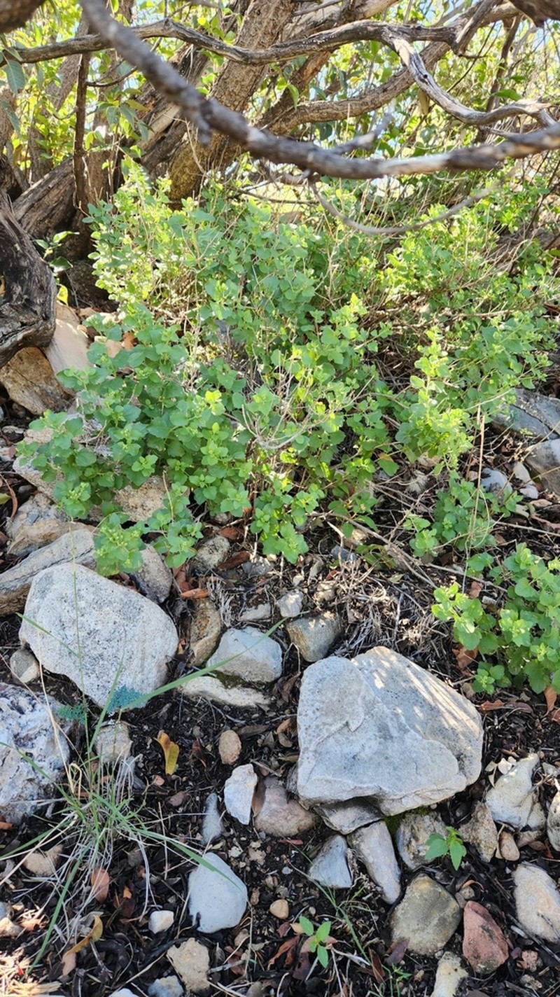 Wright's Snakeroot photo 4