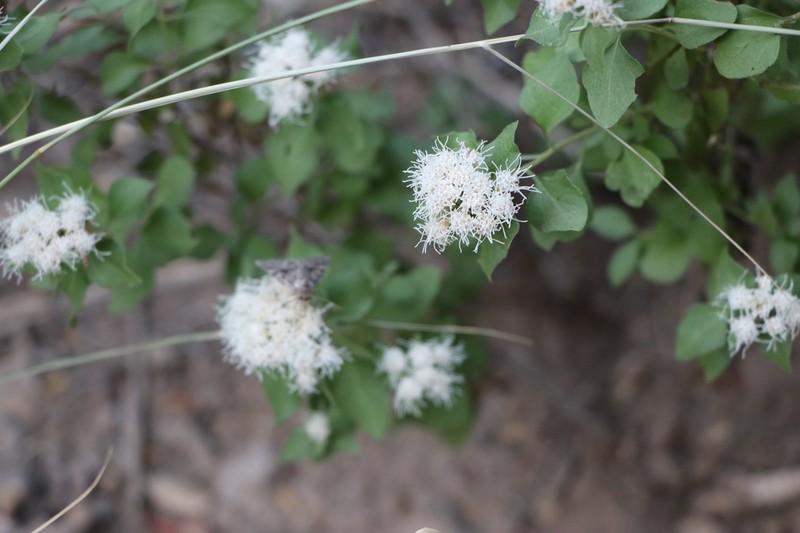 Wright's Snakeroot photo 5