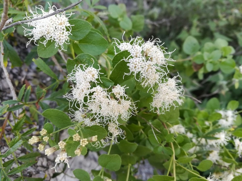Wright's Snakeroot photo 6
