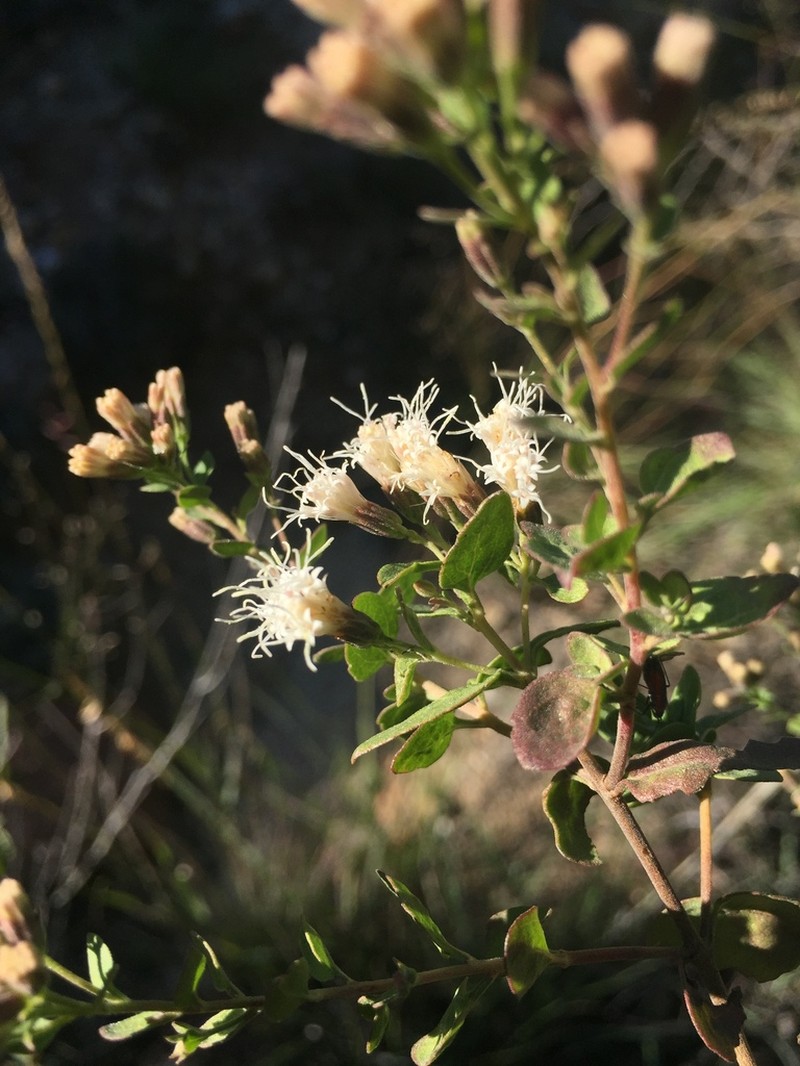 Wright's Snakeroot photo 7
