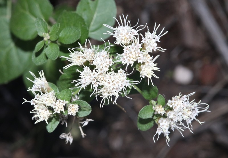 Wright's Snakeroot photo 8