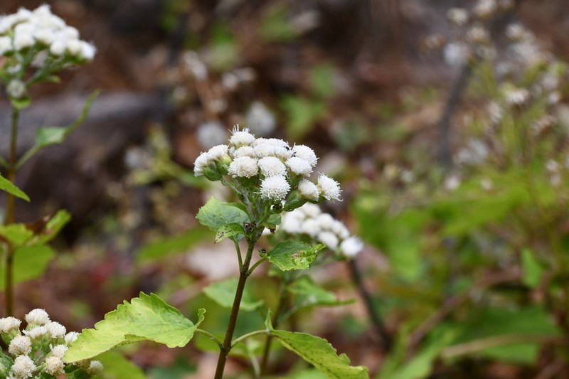 Ageratina yecorana