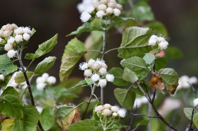 Ageratina yecorana photo 3