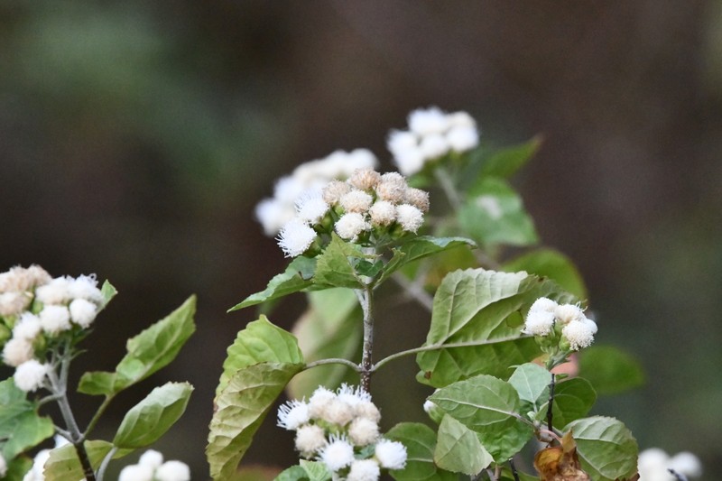 Ageratina yecorana photo 4