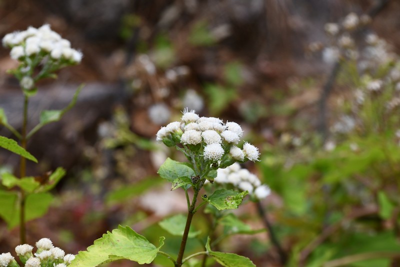 Ageratina yecorana photo 5