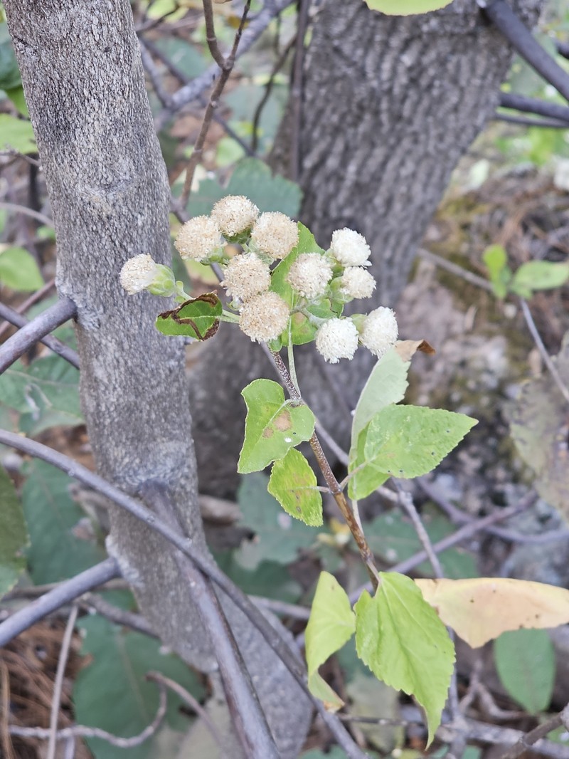 Ageratina yecorana photo 6